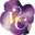 violet.care