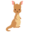 wallaroo.fr