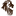 warmane.com