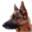 wiki.dog