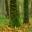 wildforest.pl