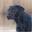 woodlandkennel.com