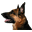 workingshepherd.net