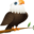 wpeagle.com