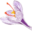 zafferanieh.com