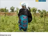aecfafrica.org