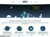 bigheartwildlife.com