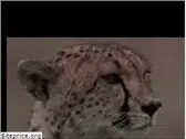 cheetah-news.com