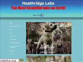 silverlabsnstuff.com